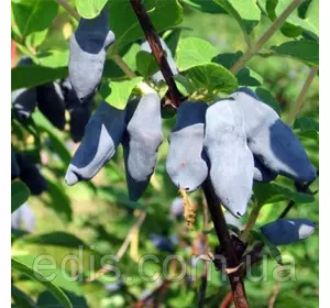 Жимолость Бакчарский Велетень (середньостигла) Жимолость Бакчарский Велетень (середньостигла)