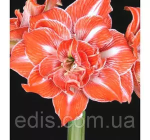 Гіппеаструм махровий Sunshine Nymph (Саншайн Німф) 1 цибулина 24/26 Гіппеаструм махровий Sunshine Nymph (Саншайн Німф) 1 цибулина 24/26