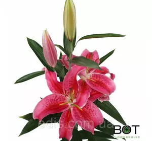 Лілія орієнтальна Mero Star (Мероу Стар) 1 цибулина 12/14 Лілія орієнтальна Mero Star (Мероу Стар) 1 цибулина 12/14