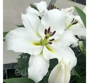 Лілія гігант Villa Blanca 1 цибулина 12/14 Лілія гігант Villa Blanca 1 цибулина 12/14