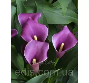 Калла Amethyst (Аметист) 1 бульба 12/14 Калла Amethyst (Аметист) 1 бульба 12/14