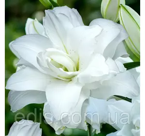 Лілія орієнтальна махрова Lotus Pure (Лотус Пьюр) 1 цибулина 14/16 Лілія орієнтальна махрова Lotus Pure (Лотус Пьюр) 1 цибулина 14/16