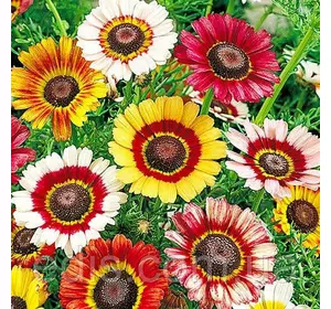 Хризантема кілевата Радість, насіння Яскрава 0.3 г Хризантема кілевата Радість, насіння Яскрава 0.3 г