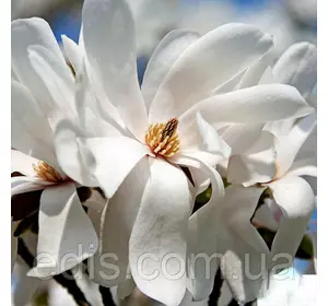 Magnolia loebneri Merrill у контейнері 1 л вік 3 р. Magnolia loebneri Merrill у контейнері 1 л вік 3 р.