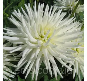 Жоржина кактусова Playa Blanca Жоржина кактусова Playa Blanca