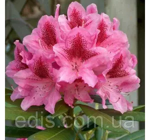 Рододендрон Cosmopolitan в контейнері 5 л Рододендрон Cosmopolitan в контейнері 5 л