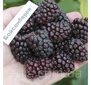 Ежемалина Бойсенберри (Boysenberry) Ежемалина Бойсенберри (Boysenberry)