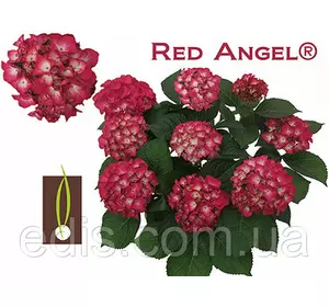 Гортензія великолисткова Red Angel (Ред енжел) у контейнері Гортензія великолисткова Red Angel (Ред енжел) у контейнері