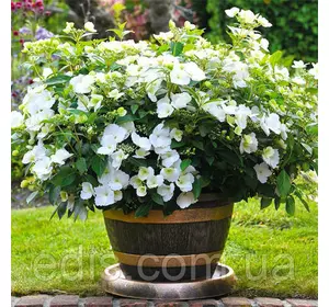Гортензія Runaway Bride (Наречена-втікачка) крупнолиста у контейнері 0,5 л Гортензія Runaway Bride (Наречена-втікачка) крупнолиста у контейнері 0,5 л