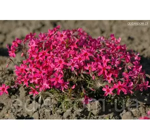 Флокс шилоподібний Atropurpurea (Атропурпуреа) бурячковий Флокс шилоподібний Atropurpurea (Атропурпуреа) бурячковий