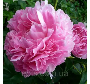 Півонія Lady Kate (Леді Кейт) кореневище Півонія Lady Kate (Леді Кейт) кореневище