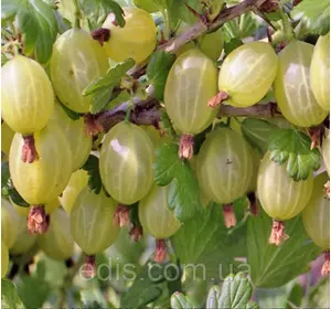 Агрус Малахіт (середньостиглий) Агрус Малахіт (середньостиглий)