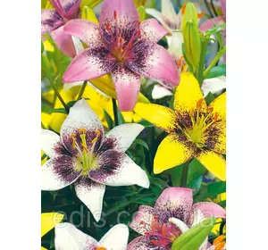 Лілії Tango суміш 5 шт./уп. Лілії Tango суміш 5 шт./уп.