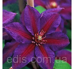 Клематис Mrs N. Thompson Клематис Mrs N. Thompson