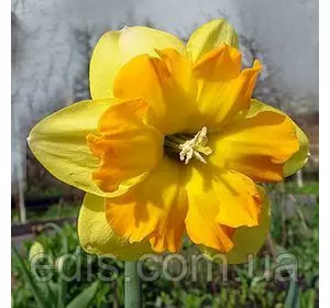 Нарцис розрізнокорончатий Mondragon 10/12 1 цибулина Нарцис розрізнокорончатий Mondragon 10/12 1 цибулина