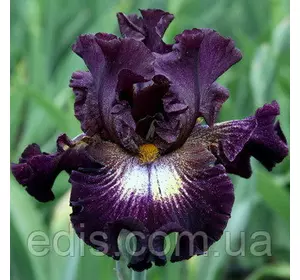 Ірис бородатий Tunnel Vision Ірис бородатий Tunnel Vision