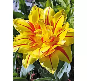 Тюльпан махровий ранний Monsella (Монселла) 3 цибулинки Тюльпан махровий ранний Monsella (Монселла) 3 цибулинки