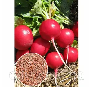 Редис Сакса, вагові насіння Яскрава 1 кг Редис Сакса, вагові насіння Яскрава 1 кг