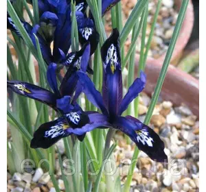 Ірідодіктіум Blue Note (Блю Ноут) 5 цибулин (ірис сітчастий) Ірідодіктіум Blue Note (Блю Ноут) 5 цибулин (ірис сітчастий)