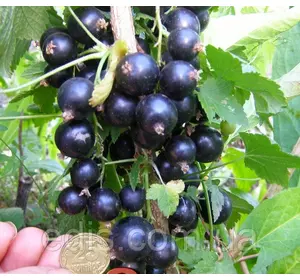 Смородина чорна Краса Львова (середньопізня) Смородина чорна Краса Львова (середньопізня)