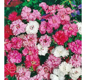 Гвоздика Пір'яста махрова 0,2 г, насіння Яскрава Гвоздика Пір'яста махрова 0,2 г, насіння Яскрава