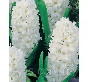 Гіацинт Carnegie 1 цибулина (калібр 18/19 - дуже великий) Гіацинт Carnegie 1 цибулина (калібр 18/19 - дуже великий)