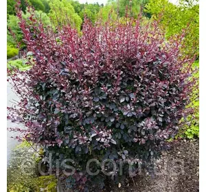 Барбарис оттавский Silver Miles в контейнере 2 л Барбарис оттавский Silver Miles в контейнере 2 л