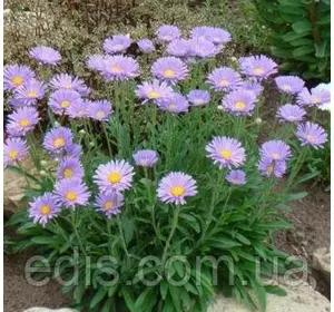Айстра альпійська у контейнері Айстра альпійська у контейнері