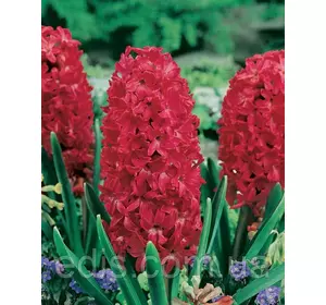 Гіацинт Jan Bos (Ян Бос) 1 цибулина (калібр 14/15 - великий) Гіацинт Jan Bos (Ян Бос) 1 цибулина (калібр 14/15 - великий)