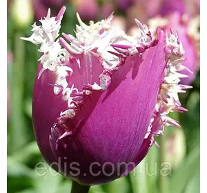 Тюльпан Cummins (Камминз) оторочений 3 цибулинки Тюльпан Cummins (Камминз) оторочений 3 цибулинки