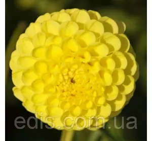 Жоржина Помпонная Deepest Yellow Жоржина Помпонная Deepest Yellow