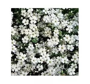 Гіпсофіла Біла 2 г, насіння Яскрава Гіпсофіла Біла 2 г, насіння Яскрава