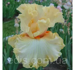 Ірис високий бородатий Мімоза (Mimosa) Ірис високий бородатий Мімоза (Mimosa)