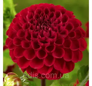 Жоржина Помпонная Viking Жоржина Помпонная Viking