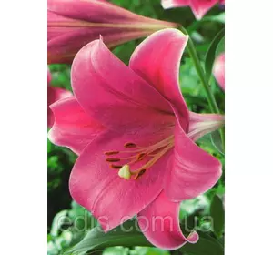 Лілія LO гібрид Pink Heaven (Пінк Хевен) 1 цибулина 12/14 Лілія LO гібрид Pink Heaven (Пінк Хевен) 1 цибулина 12/14