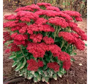 Седум видний гібридний (Очиток) Herbstfreude (Хербштфройде) Седум видний гібридний (Очиток) Herbstfreude (Хербштфройде)