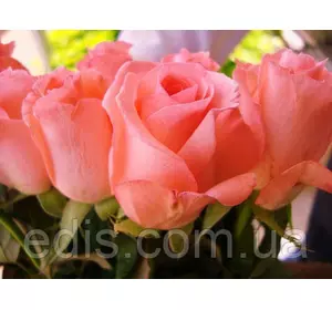 Троянда Ноблес (Noblesse) чайно-гібридна Троянда Ноблес (Noblesse) чайно-гібридна