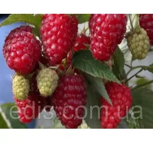 Малина ремонтантна Діамантова Малина ремонтантна Діамантова