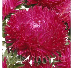 Айстра принцеса Кріспіна 0,3 г насіння Яскрава Айстра принцеса Кріспіна 0,3 г насіння Яскрава