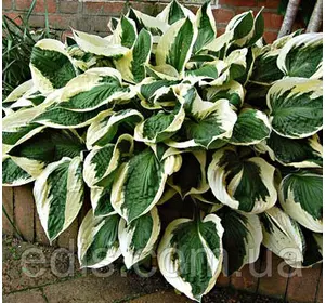 Хоста Patriot (Патріот) контейнер 1 л. Хоста Patriot (Патріот) контейнер 1 л.