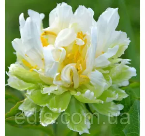 Півонія Green Halo (Грін Хэйло) кореневище Півонія Green Halo (Грін Хэйло) кореневище