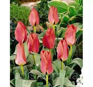 Тюльпан гібрид Грейга Diantha (Діанта) 3 цибулини Тюльпан гібрид Грейга Diantha (Діанта) 3 цибулини