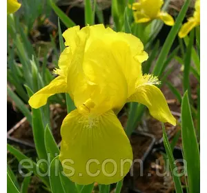 Ірис карликовий Brassie Ірис карликовий Brassie