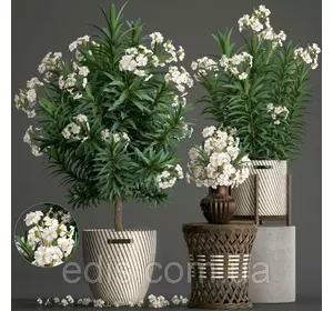 Олеандр білий White Lady (Уайт Леді) кімнатна рослина Олеандр білий White Lady (Уайт Леді) кімнатна рослина
