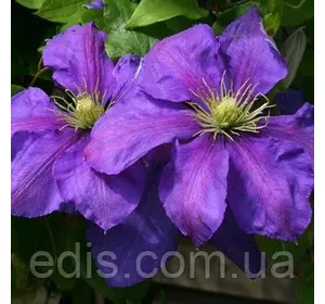 Клематис General Sikorski Клематис General Sikorski