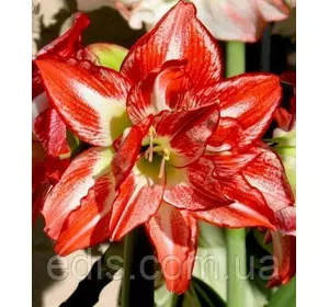 Гіппеаструм махровий Pasadena / Песедіна / 1 цибулина 24/26 Гіппеаструм махровий Pasadena / Песедіна / 1 цибулина 24/26