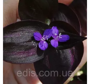 Живець Традесканція зебрина Deep Purple (Темно-фіолетова) свіжозріз Живець Традесканція зебрина Deep Purple (Темно-фіолетова) свіжозріз