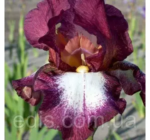 Ірис високий бородатий Crinoline (Кринолін) Ірис високий бородатий Crinoline (Кринолін)