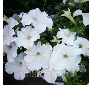 Петунія гігантська Пуваб F1, 10 насінин-драже, серія PREMIUM ТМ Яскрава Петунія гігантська Пуваб F1, 10 насінин-драже, серія PREMIUM ТМ Яскрава