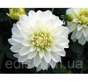 Жоржина низькоросла Gallery Art Fair Жоржина низькоросла Gallery Art Fair